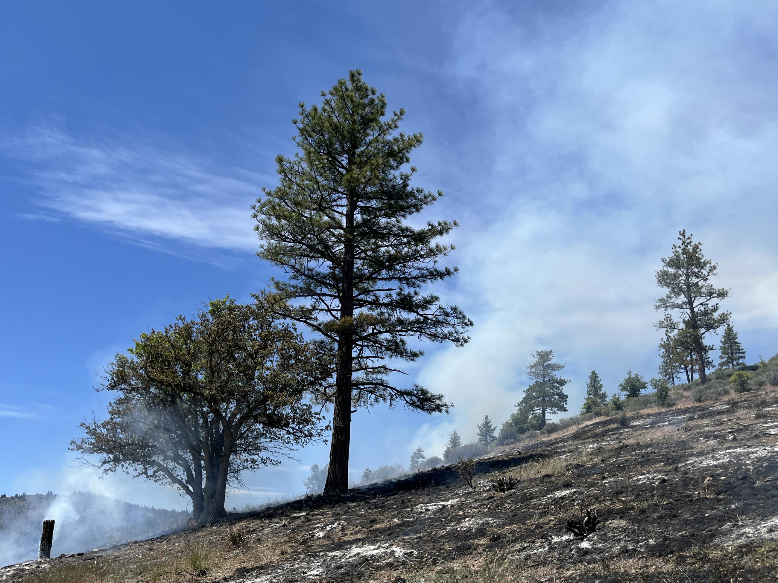 A green pine and oak with recently burned grass and brush