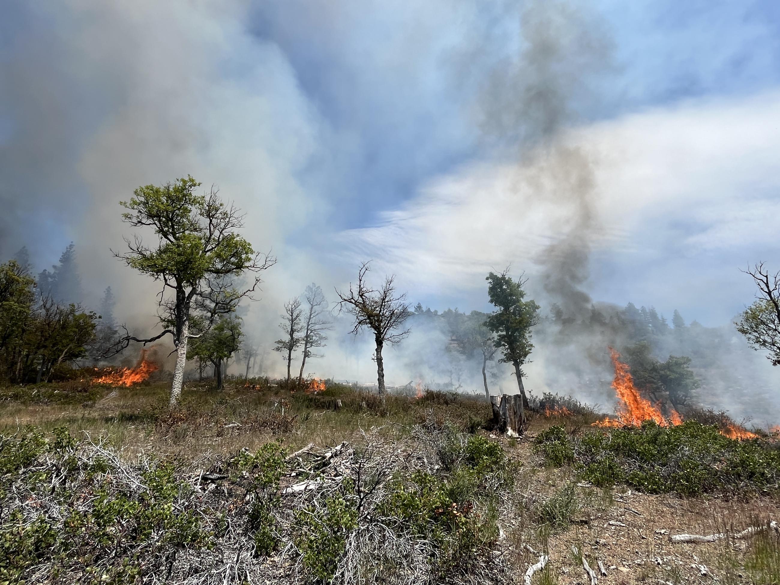 Moderate intensity fire burning in brush and oak trees.