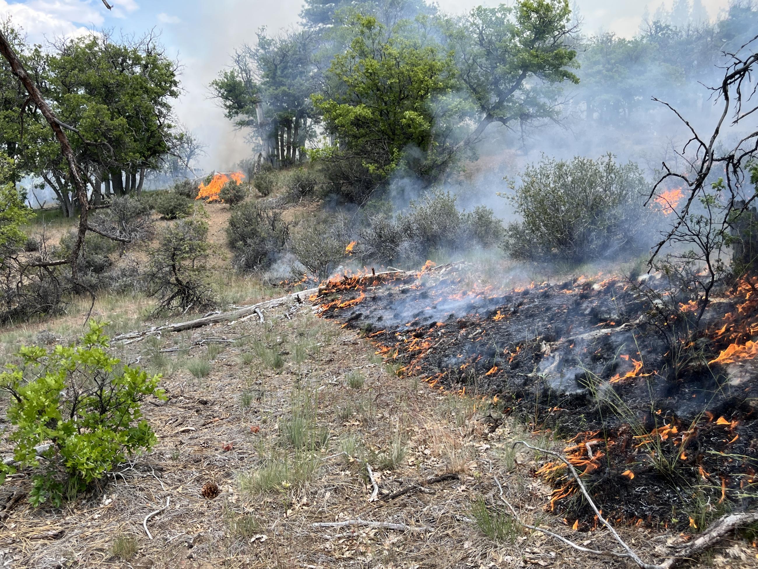 Low intensity fire burns in open brush with areas of grass and oak on the Masterson Prescribed Burn, May 22, 2025