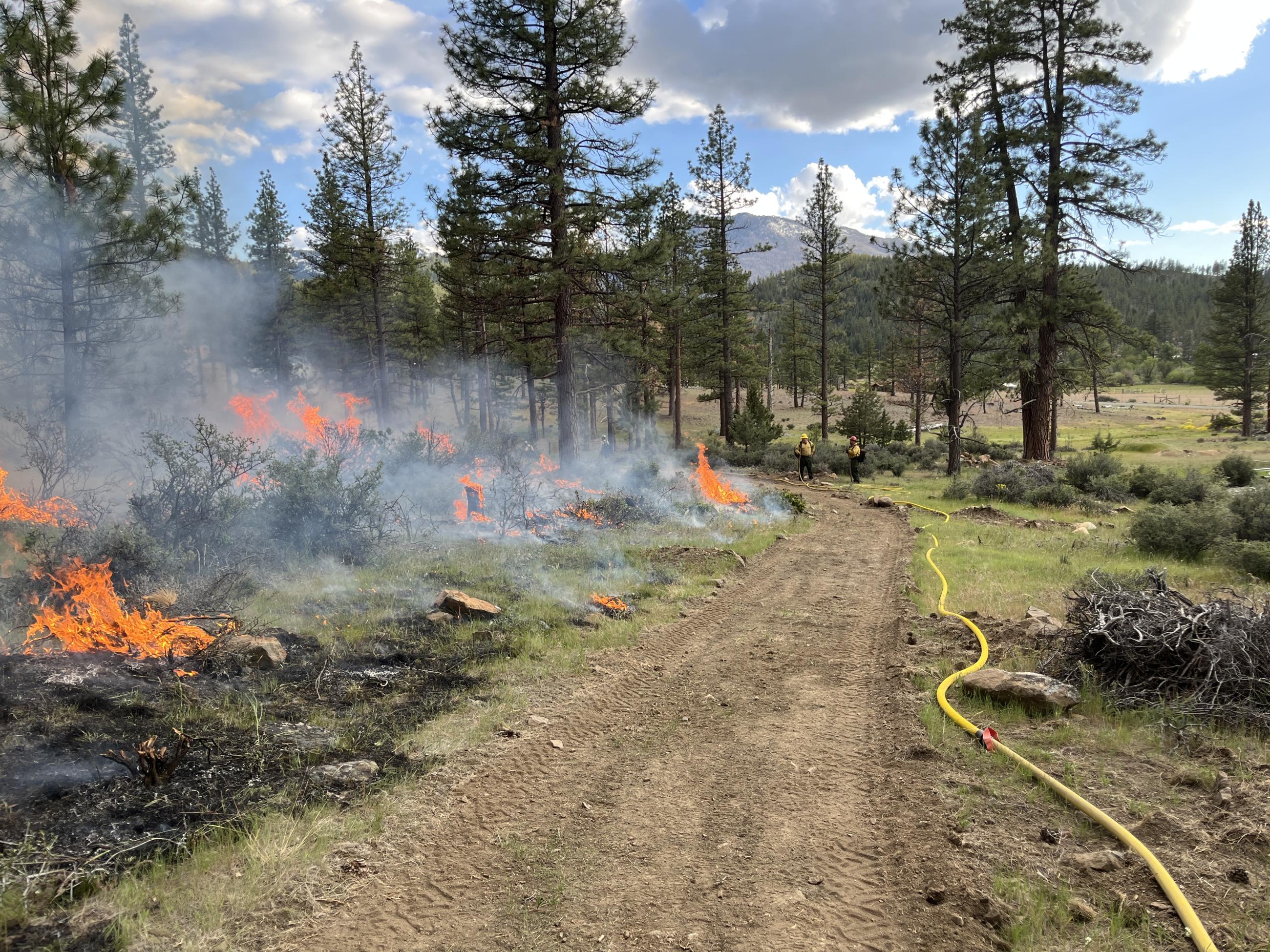 A fireline with fire on one side and yellow hose on the other.