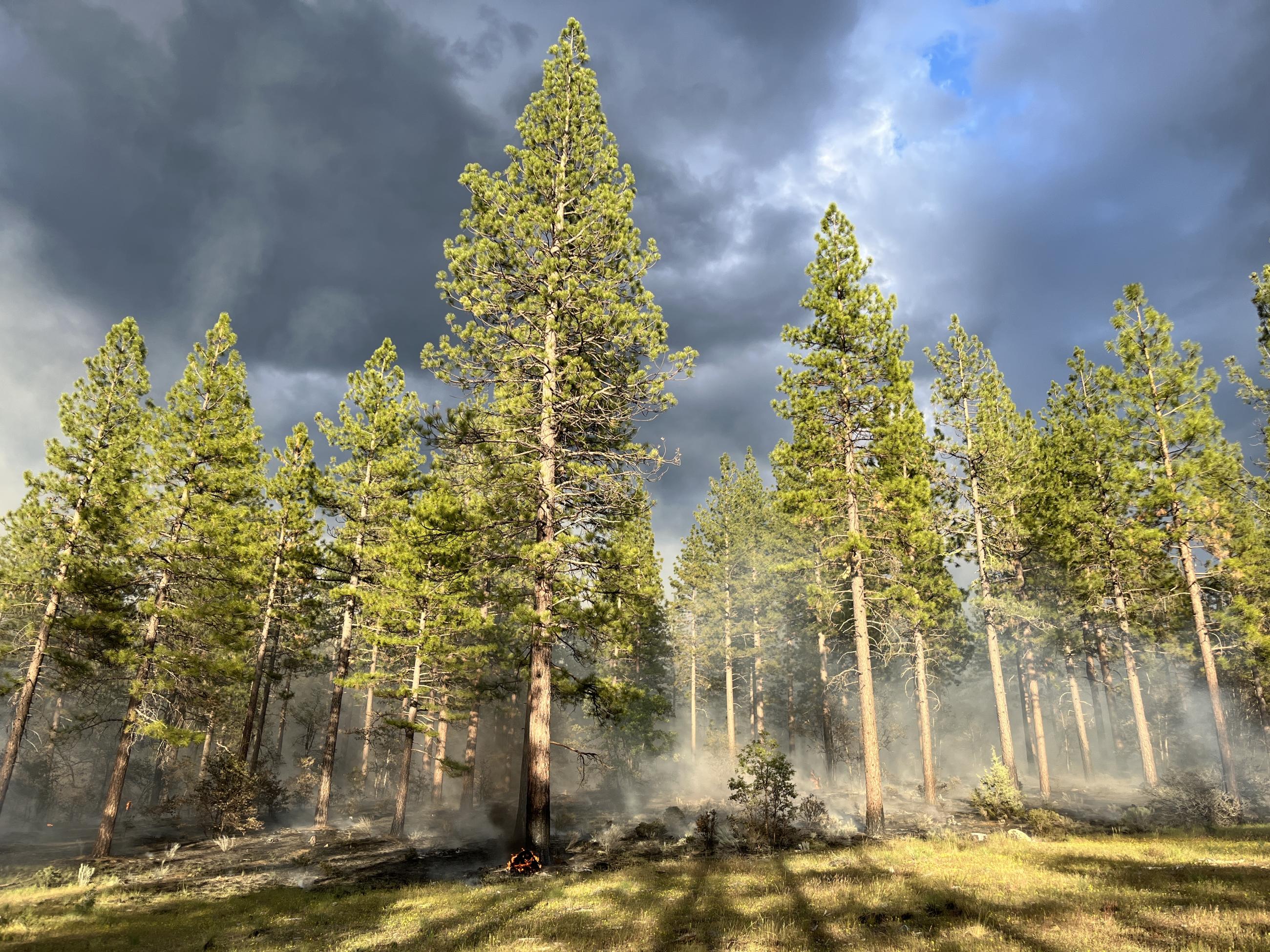 Surface fuels consuming under an intact Ponderosa pine stand with clouds and blue sky in the background