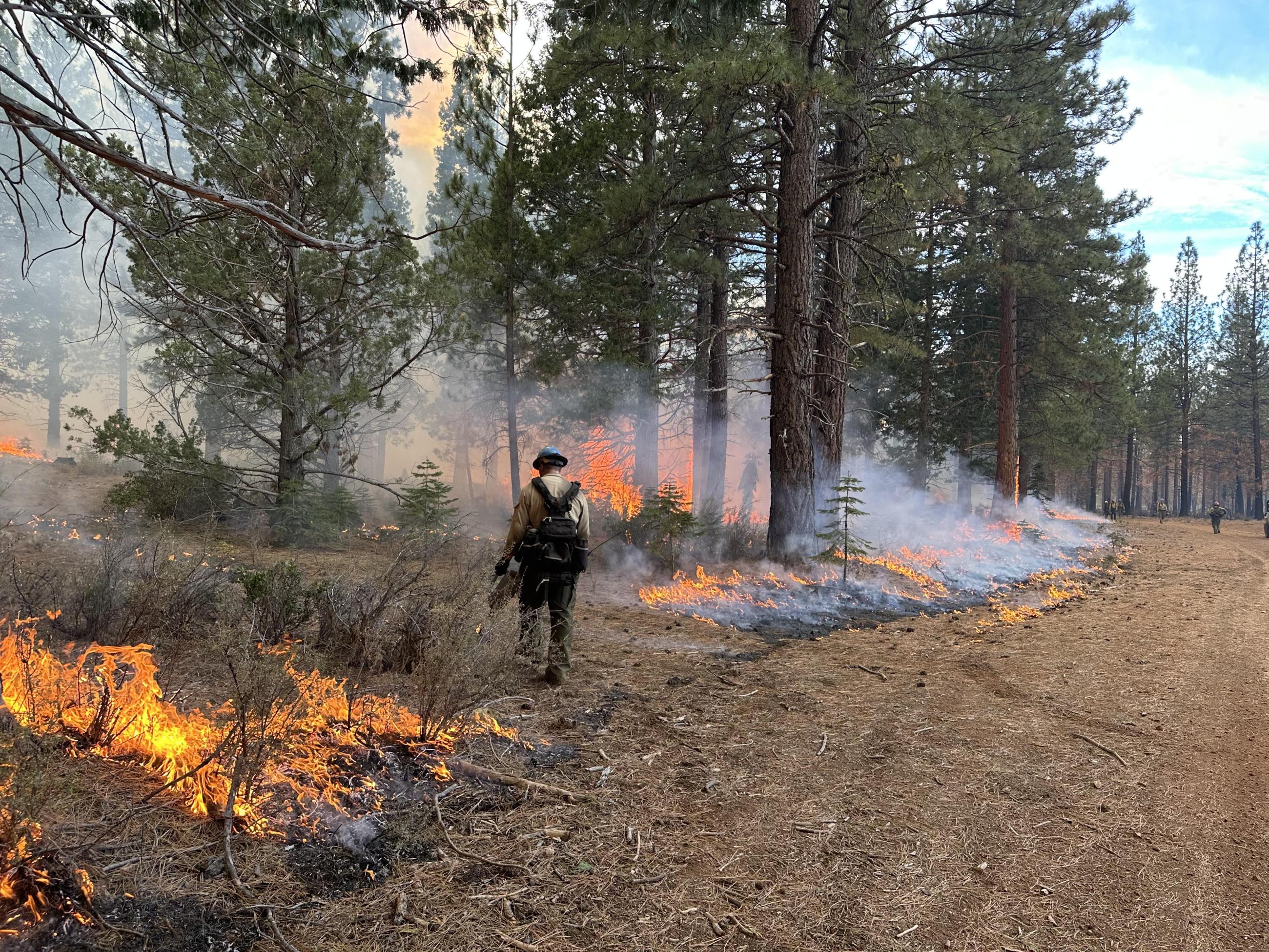 A firefighter uses a drip torch to ignite timber litter at the edge of a prescribed burn.
