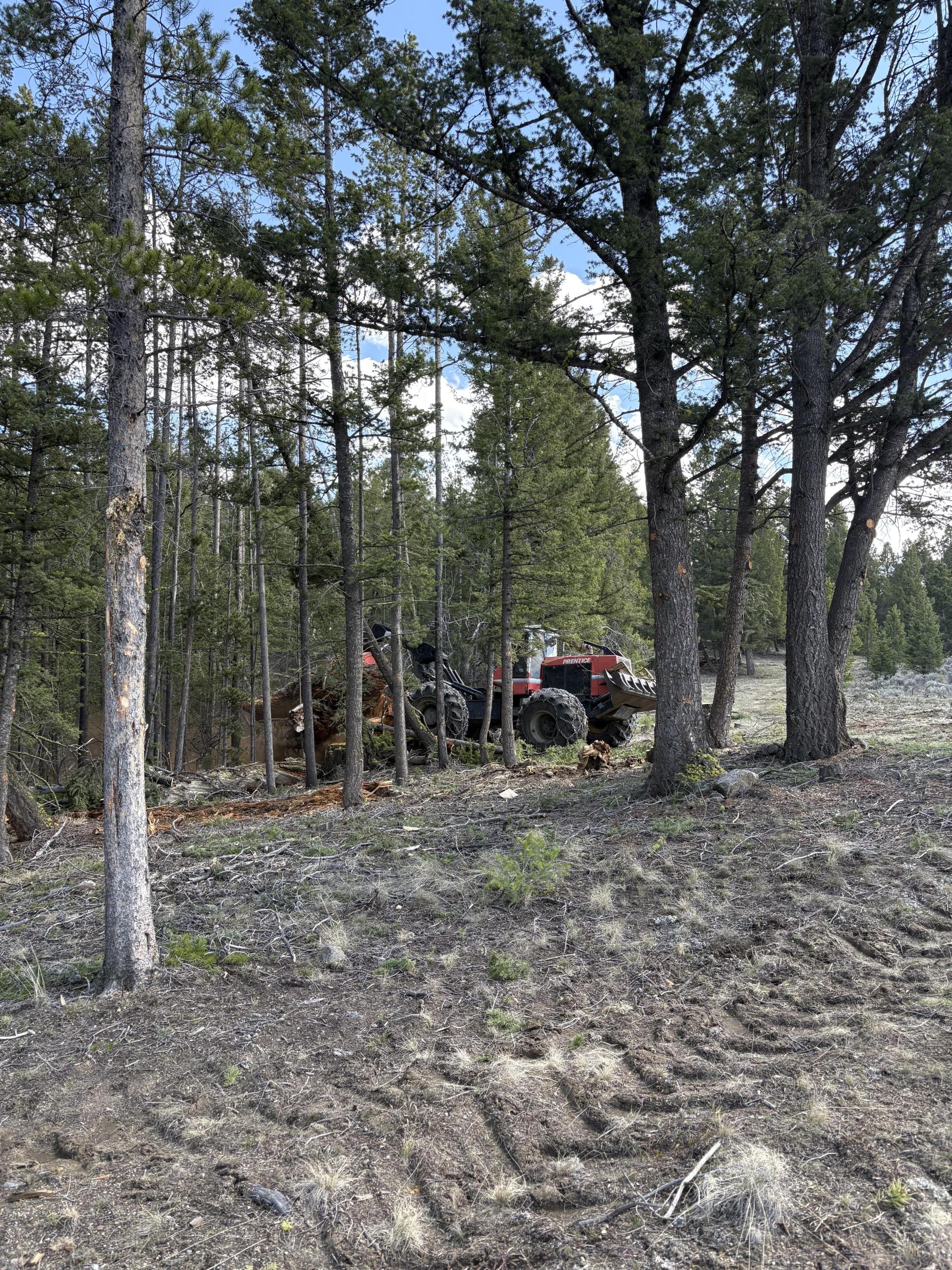 Skidgen working removing trees
