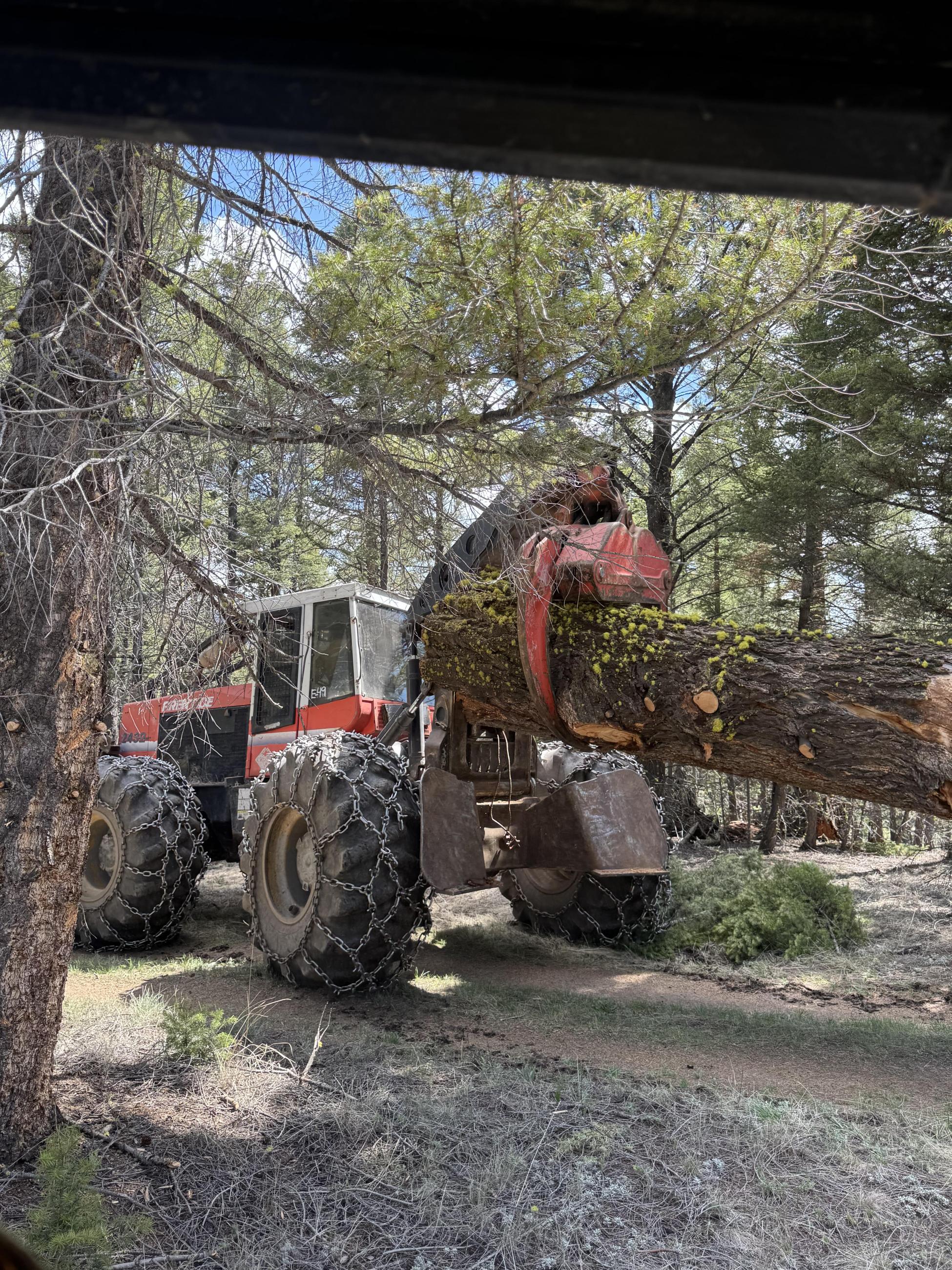 Skidgen removing trees