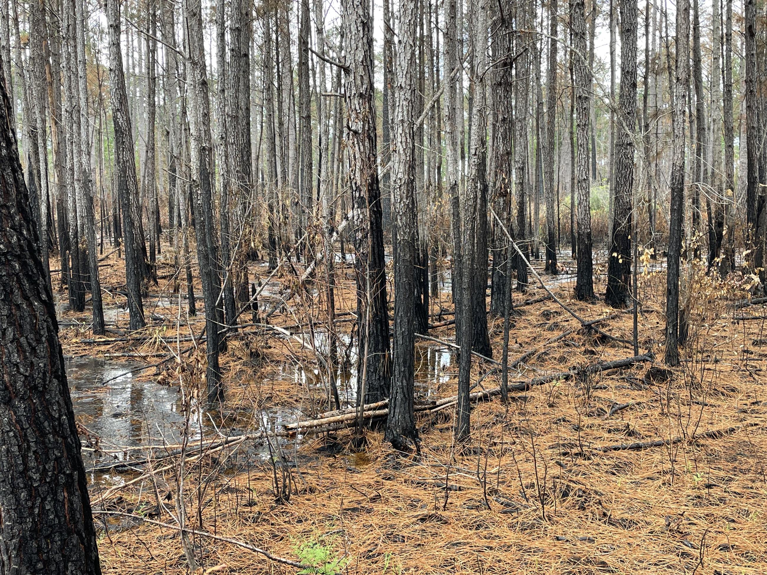 A Swamp with red pine litter and puddles on the ground between trees with black char scars at the bases.