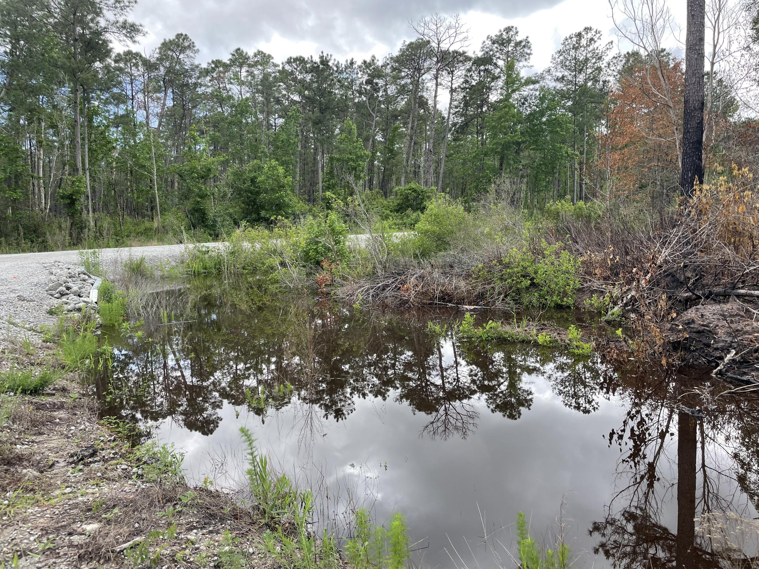 A pond alongside a road in the swamp.