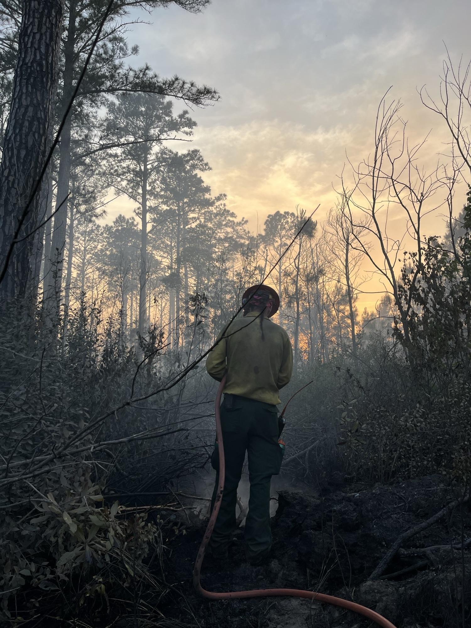 A firefighter in nomex protective gear sprays a hot spot with water from an orange engine hose in the charred black landscape of the fire. Pine trees are silhouetted in the sunset ahead of him while blackened brush surrounds him.  