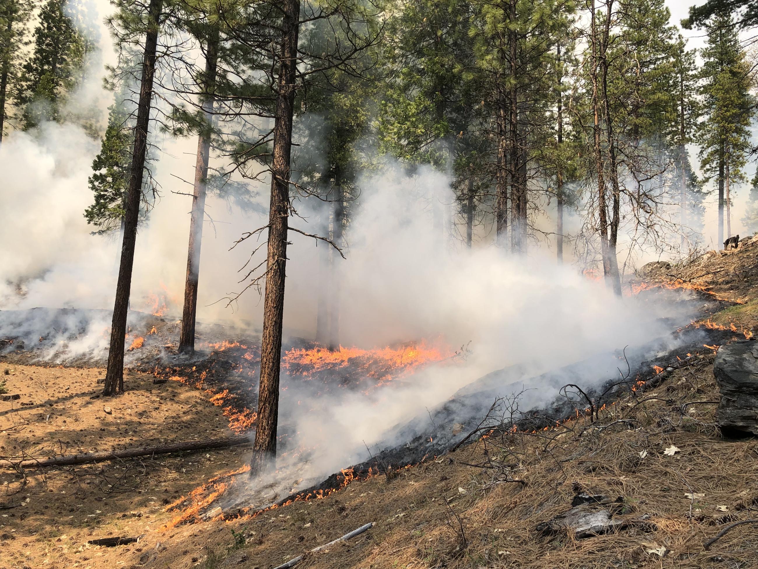 Low intensity fire burns in needle cast underneath a stand of large pines.