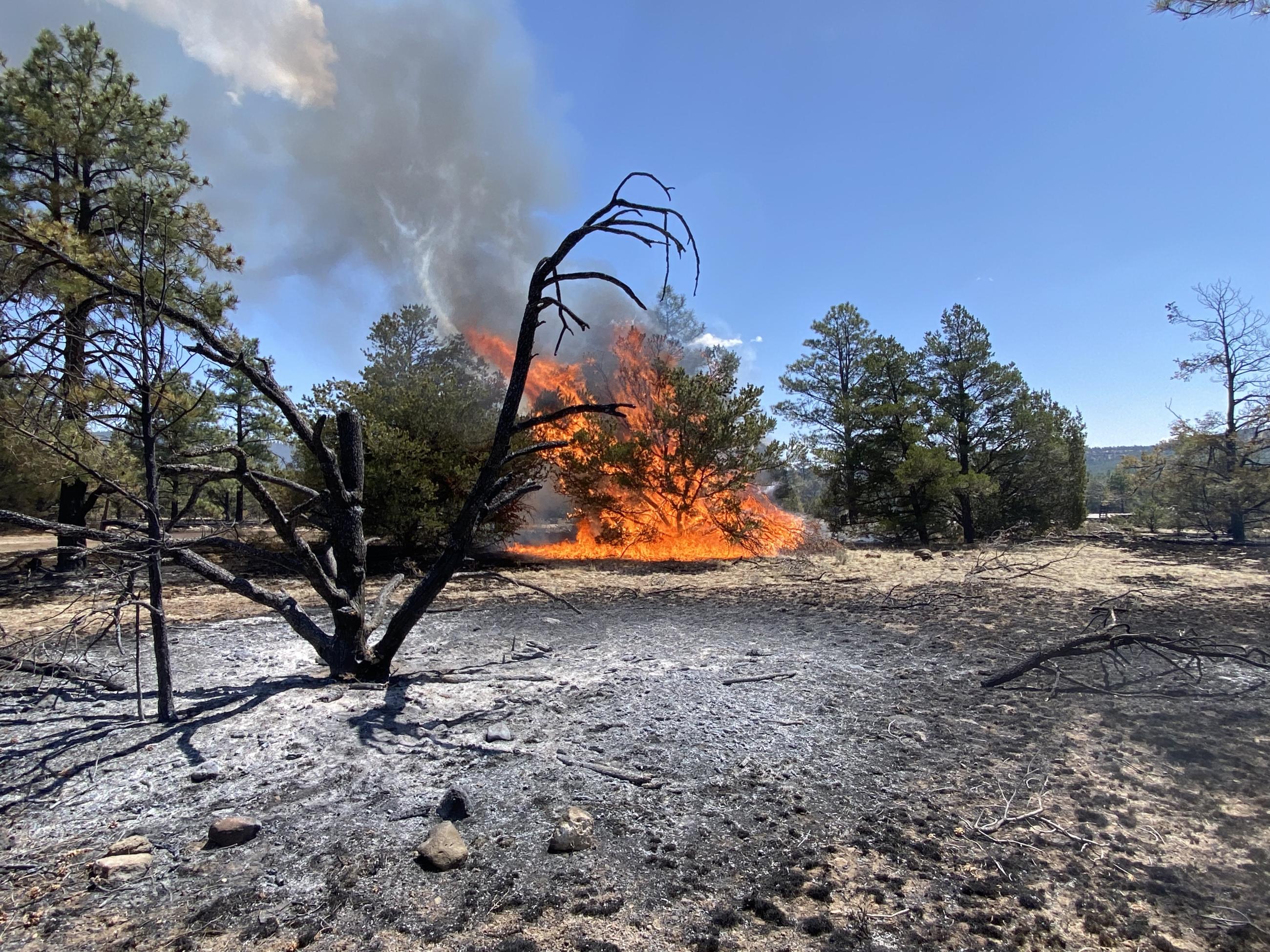Photo of a burning tree adjacent to burned and unburned trees, with white ash on the ground