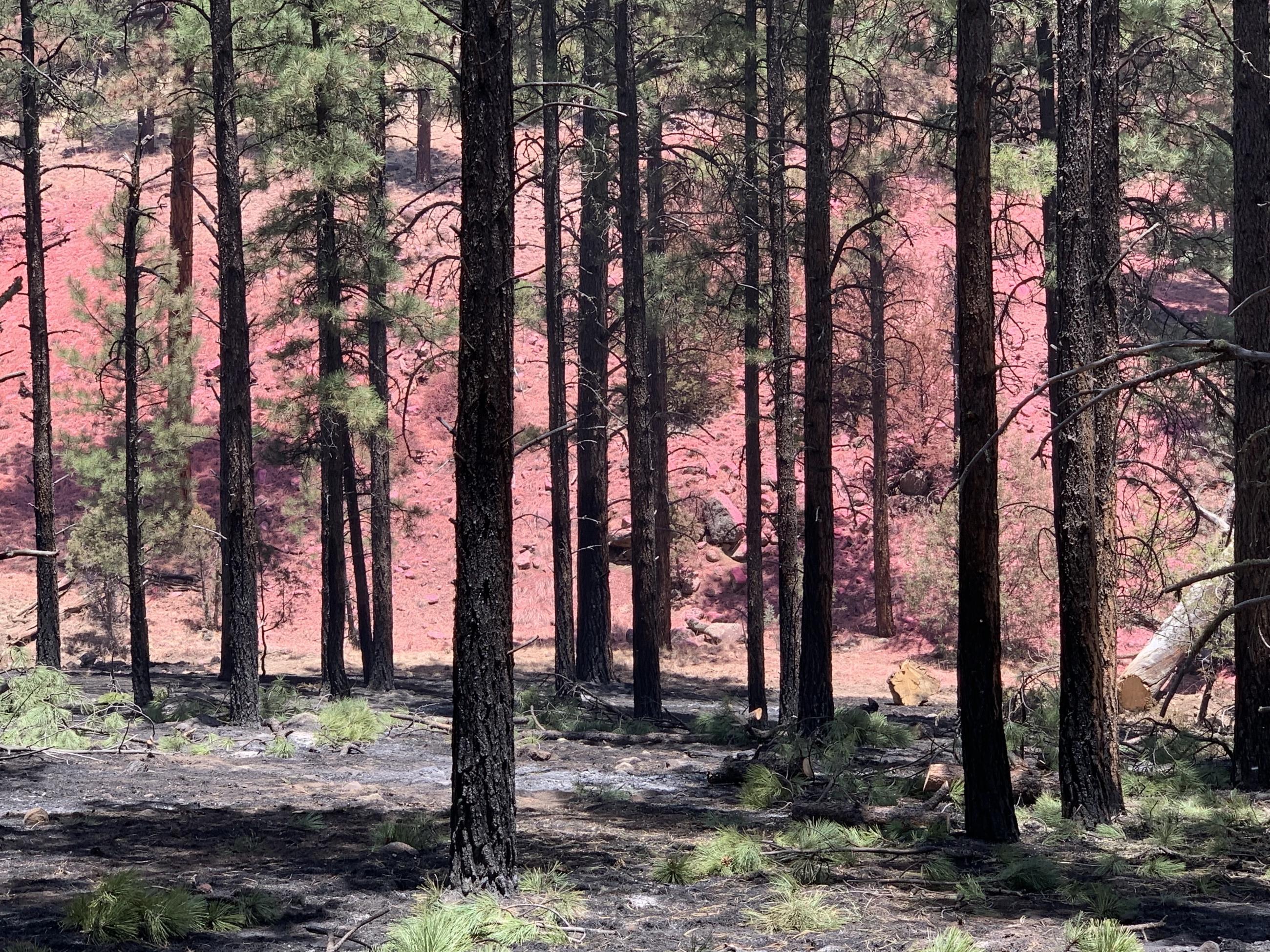 a stand of ponderosa trees is pictured in the foreground against a pink-hued backdrop of fire retardant on a hillside