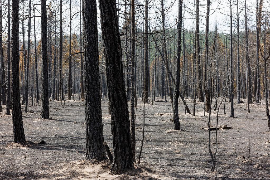 Burned area on Banana Lake Fire