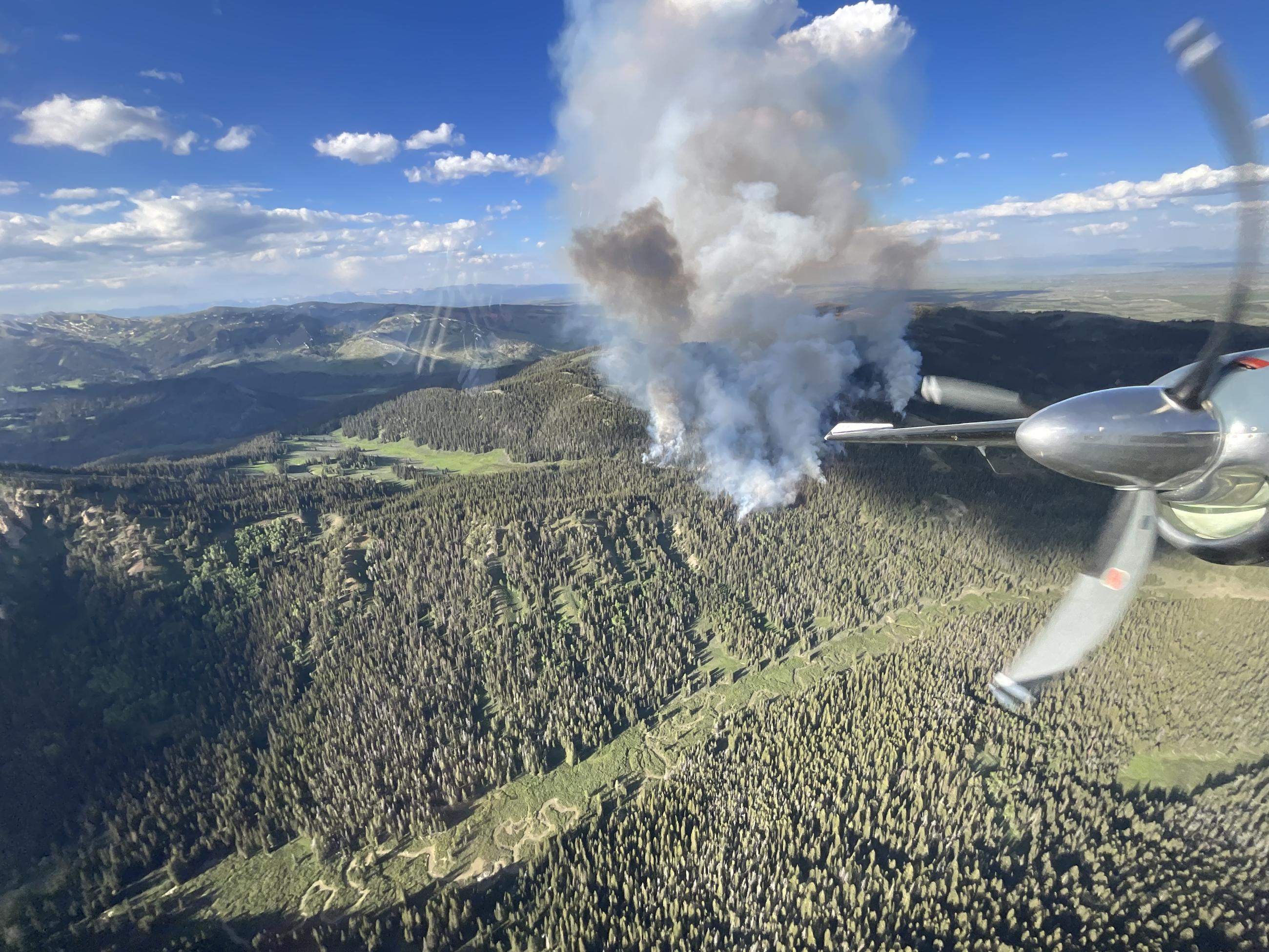 thick trees and smoke column