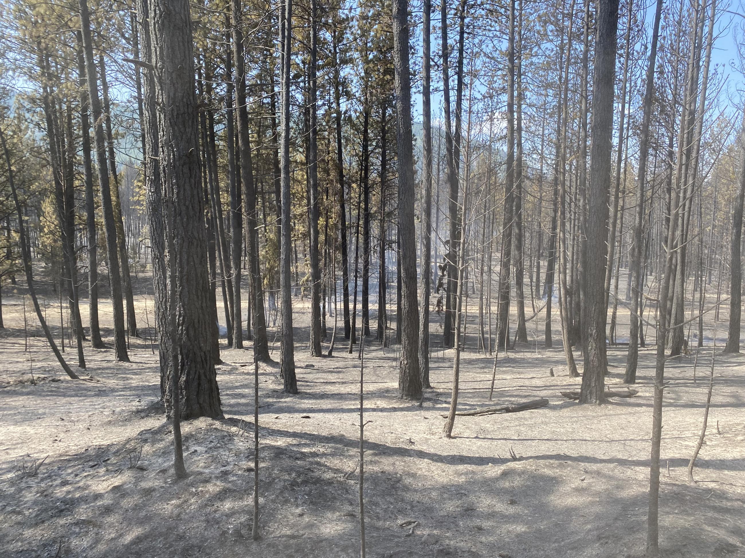Burned area on Banana Lake Fire