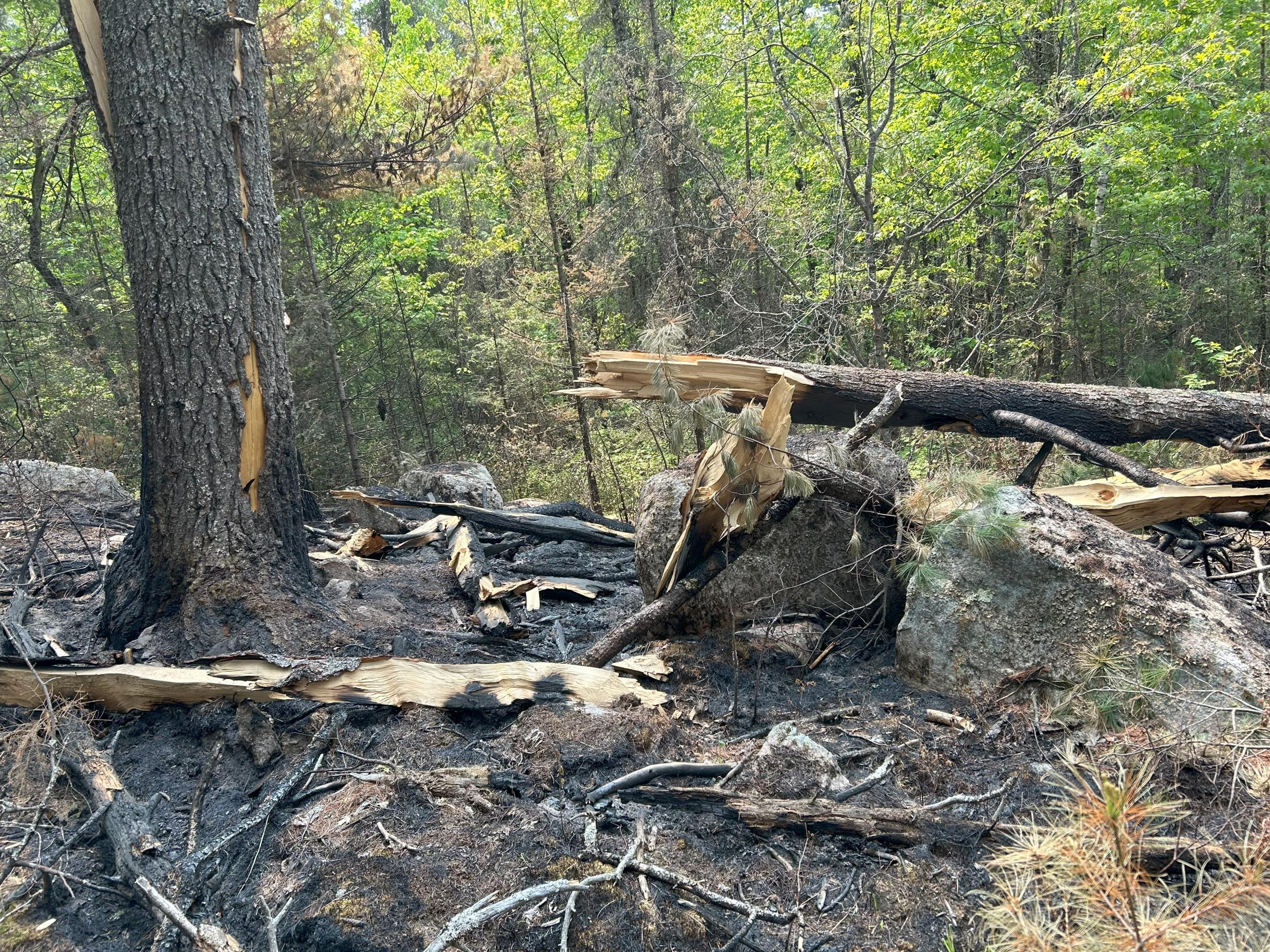 Photo of the origin of the Horse River Fire which is a tree struck by lightning.