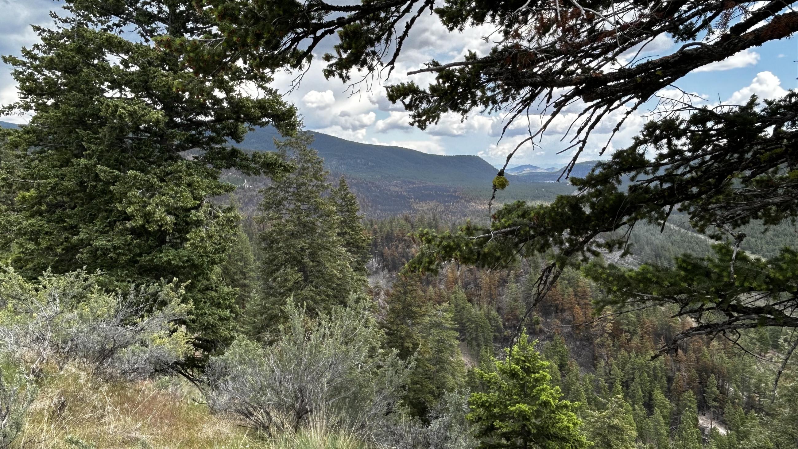 Banana Lake Fire burn area from Locust Hill vista