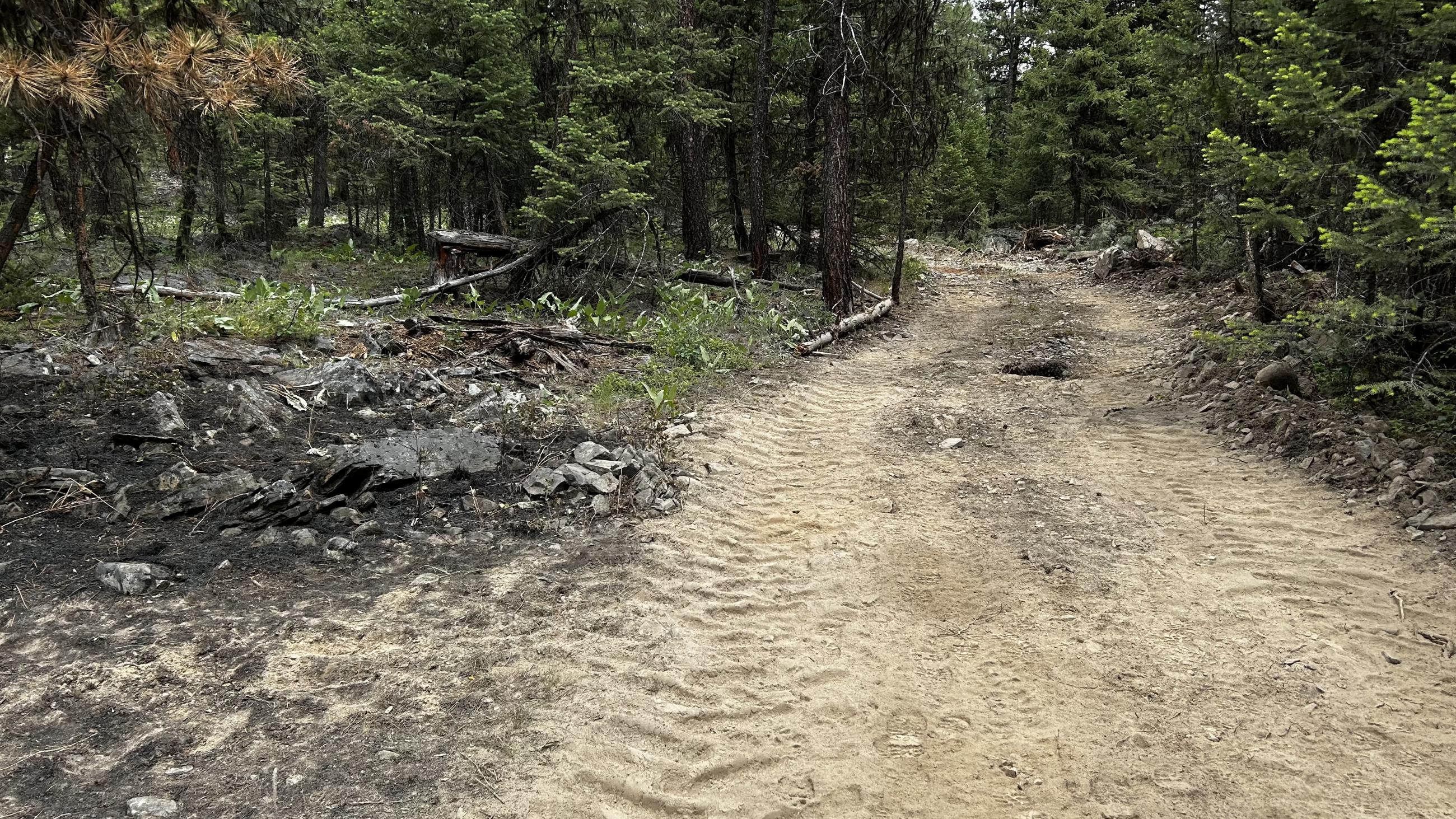 Dirty burn along fireline on the Banana Lake Fire