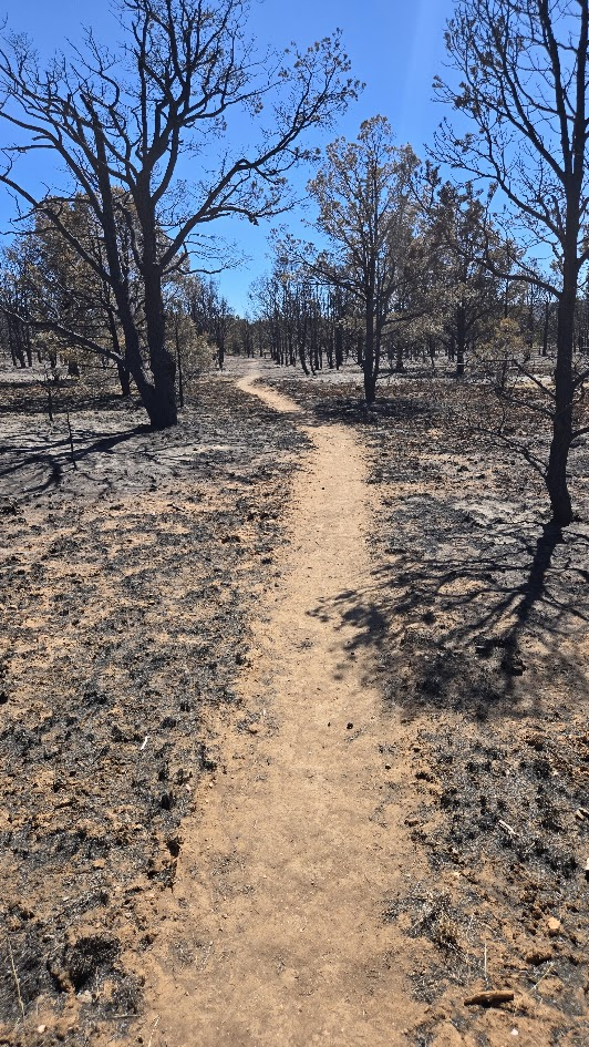 White Sage Fire AZT portrait (NKRD) - 04 Aug 2025 (USDA...