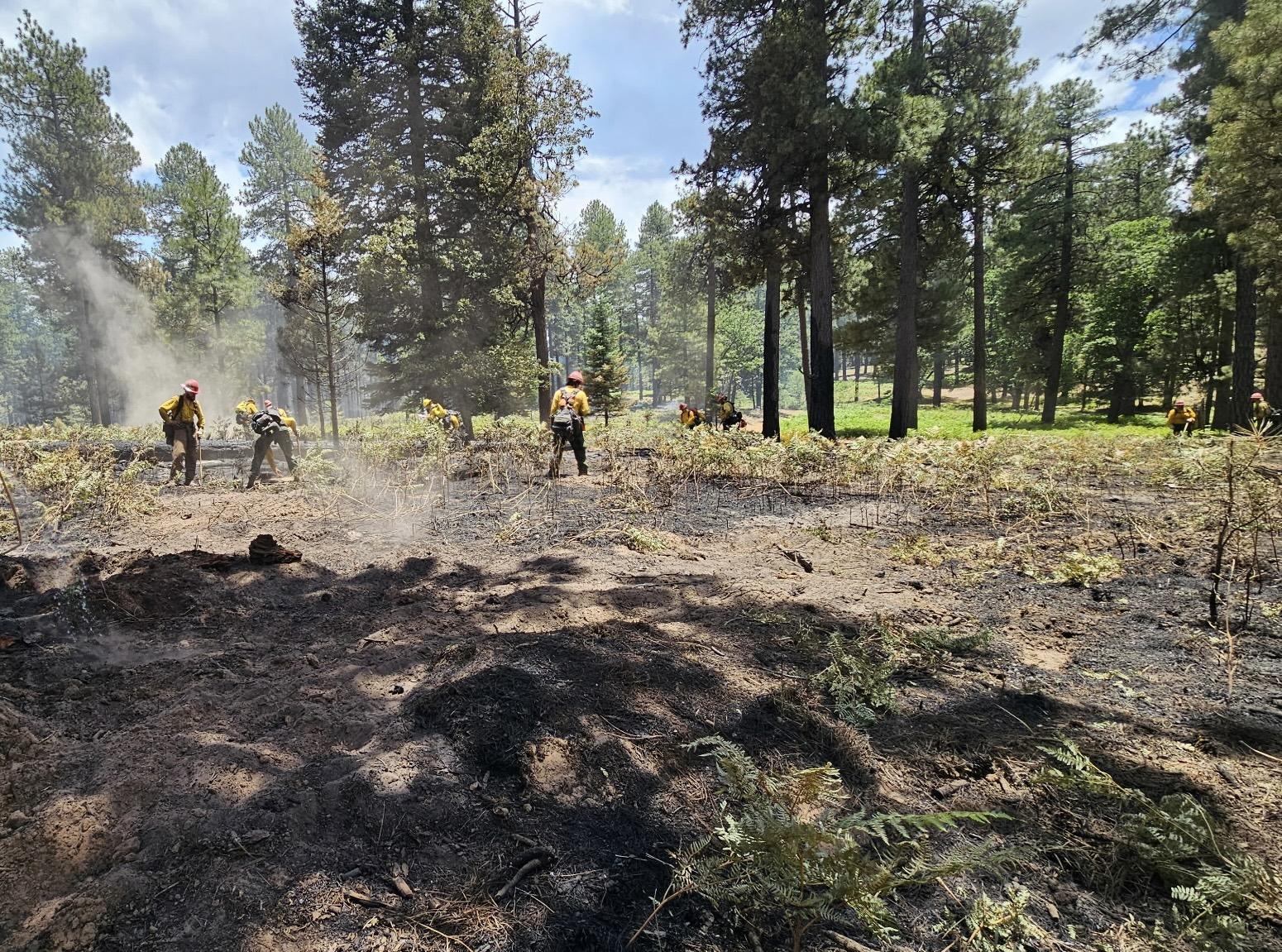 Firefighters Mopping up and Cold-trailing for Hot Spots