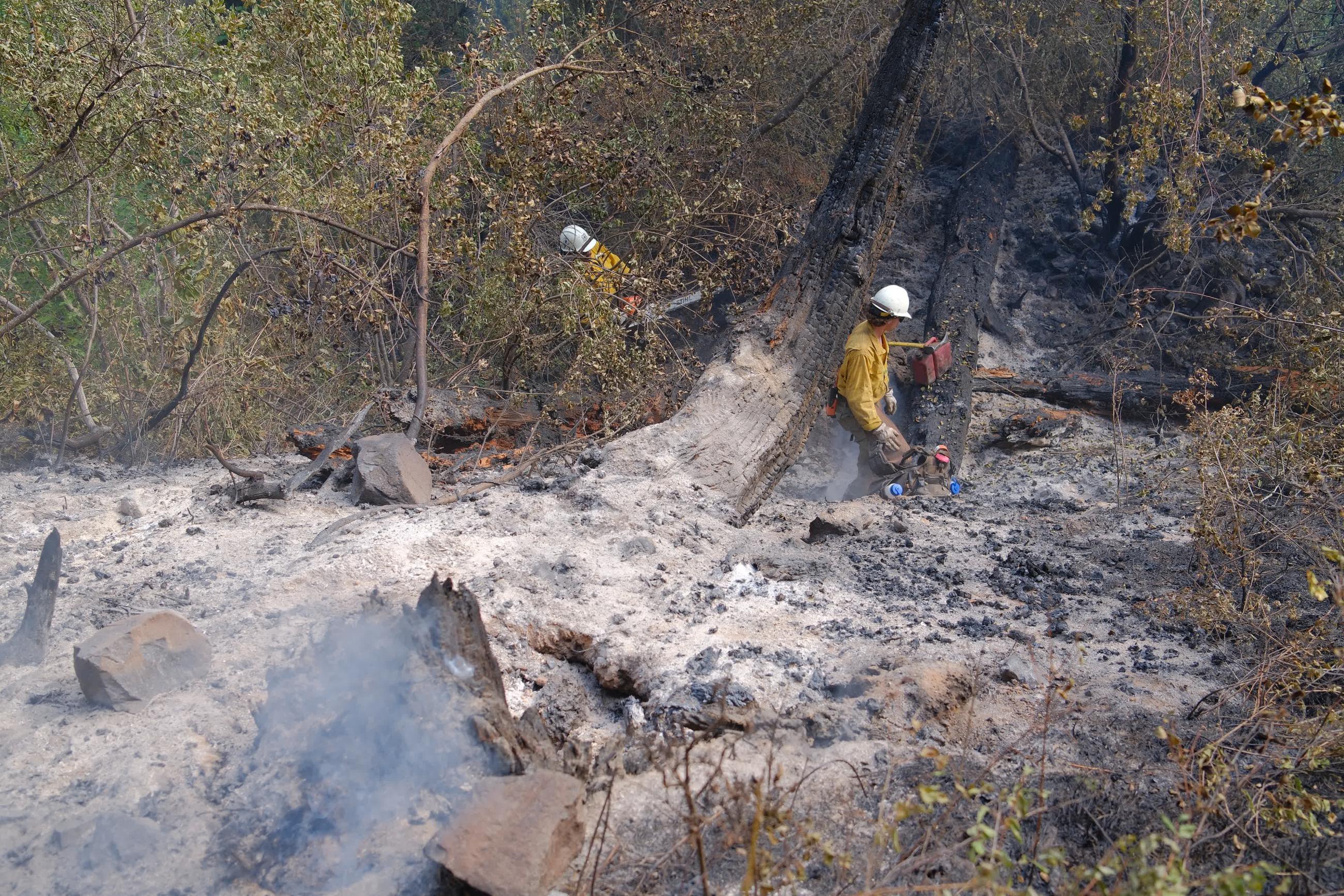 Two wildland firefighters in yellow fire gear, one weilding a chainsaw behind brush, the other in between two burned trees. A smoking stump in the foreground.