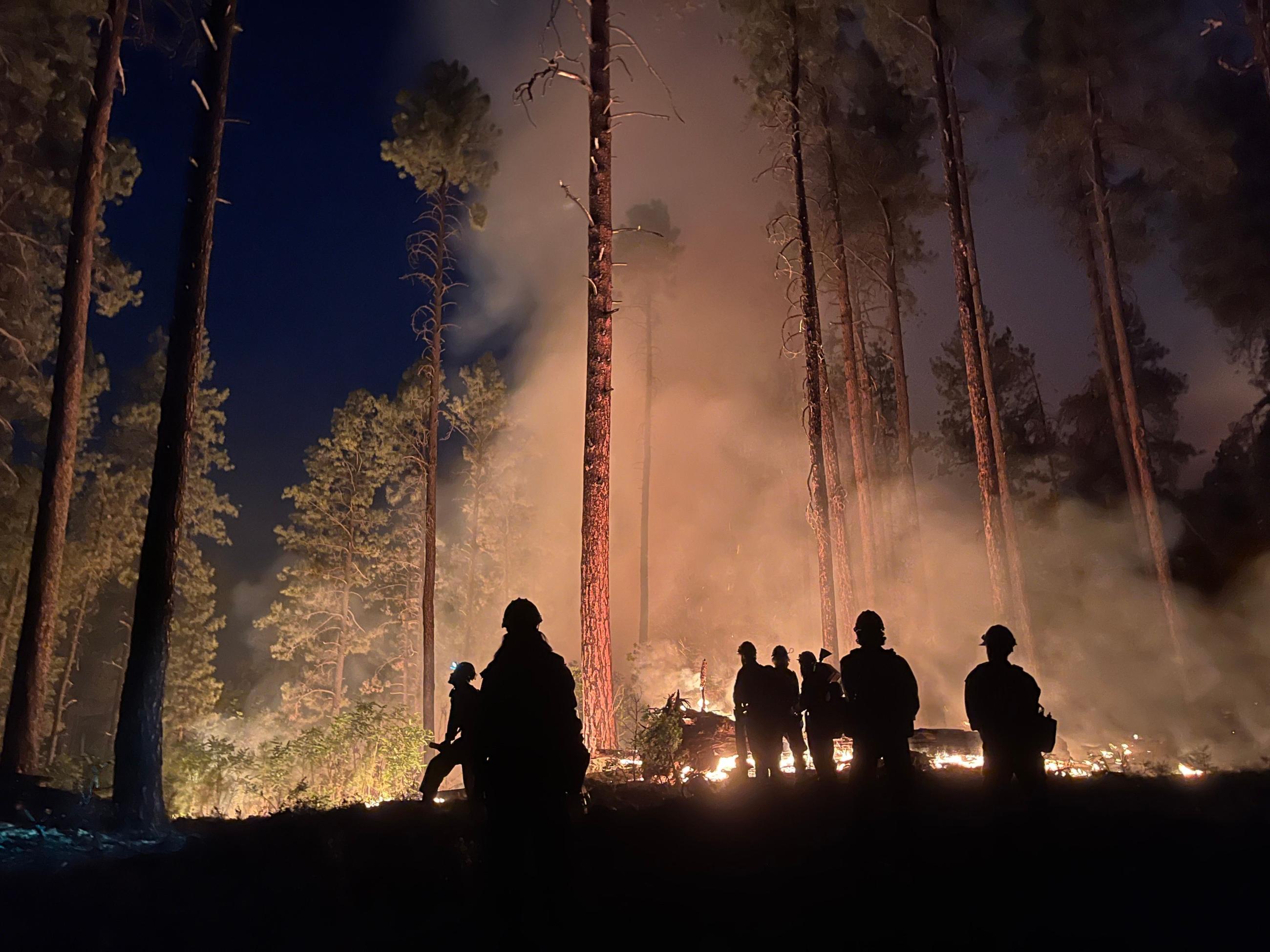 Night Operations Cutting Hazard Trees