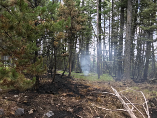 Smoke on the forest floor